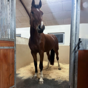 Häst i box med gummistallmatta – pusselmatta som isolerar och dämpar